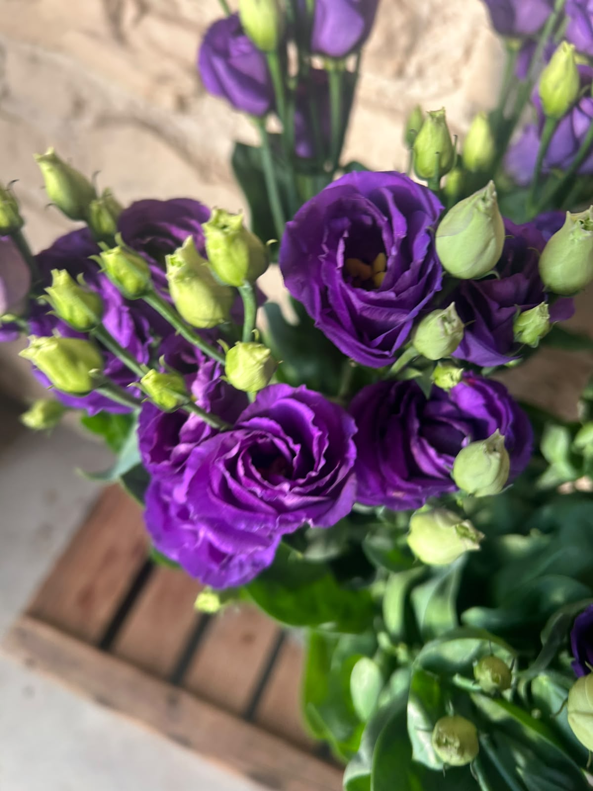 Lisianthus 'Rosita Blue' (Violett-Blau) – Der gefüllte High-End-Seidentraum in edlem Lavendel-Blau für charakterstarke Dekorationen (10er-Bund)