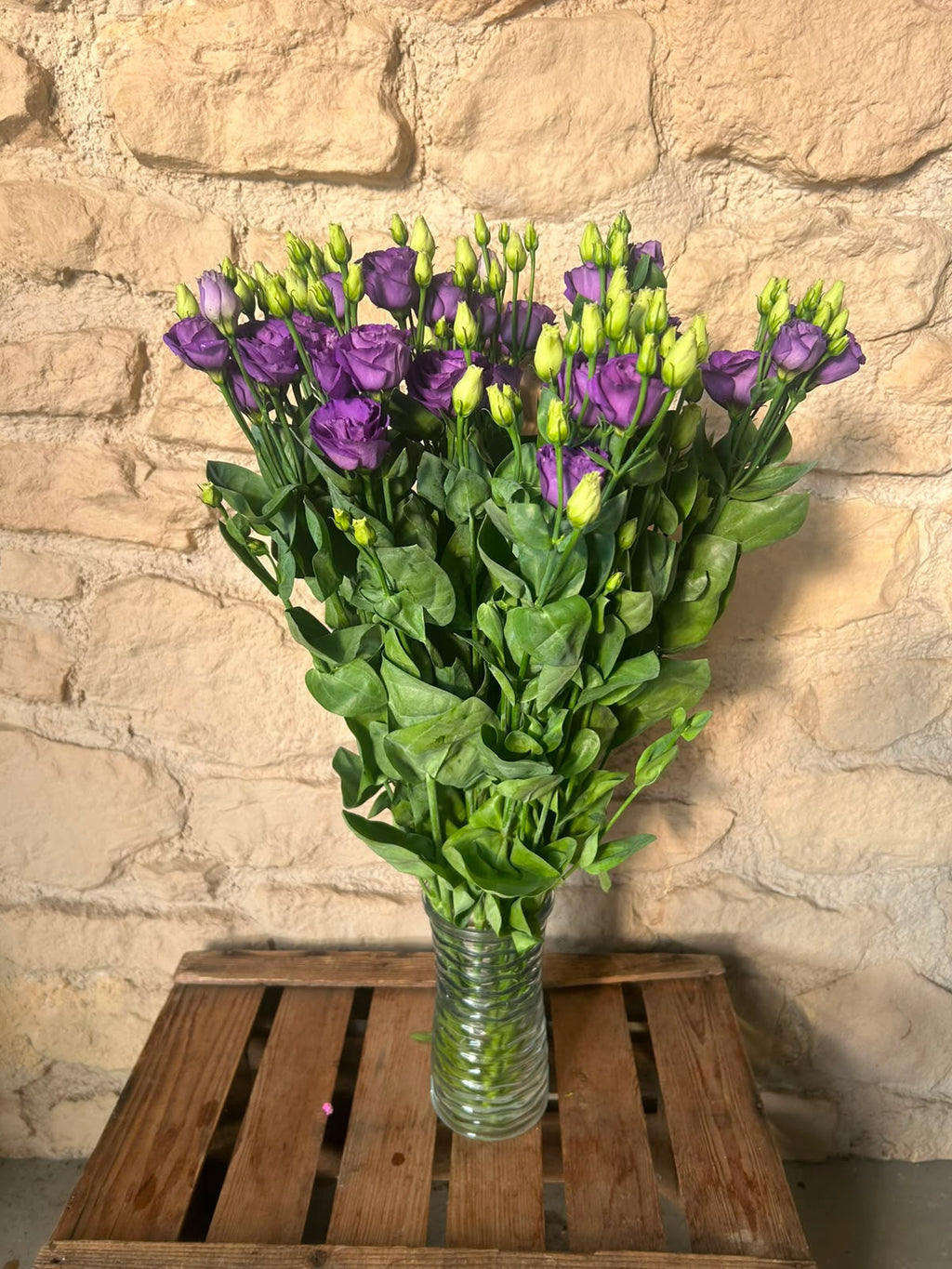 Lisianthus 'Rosita Blue' (Violett-Blau) – Der gefüllte High-End-Seidentraum in edlem Lavendel-Blau für charakterstarke Dekorationen (10er-Bund)