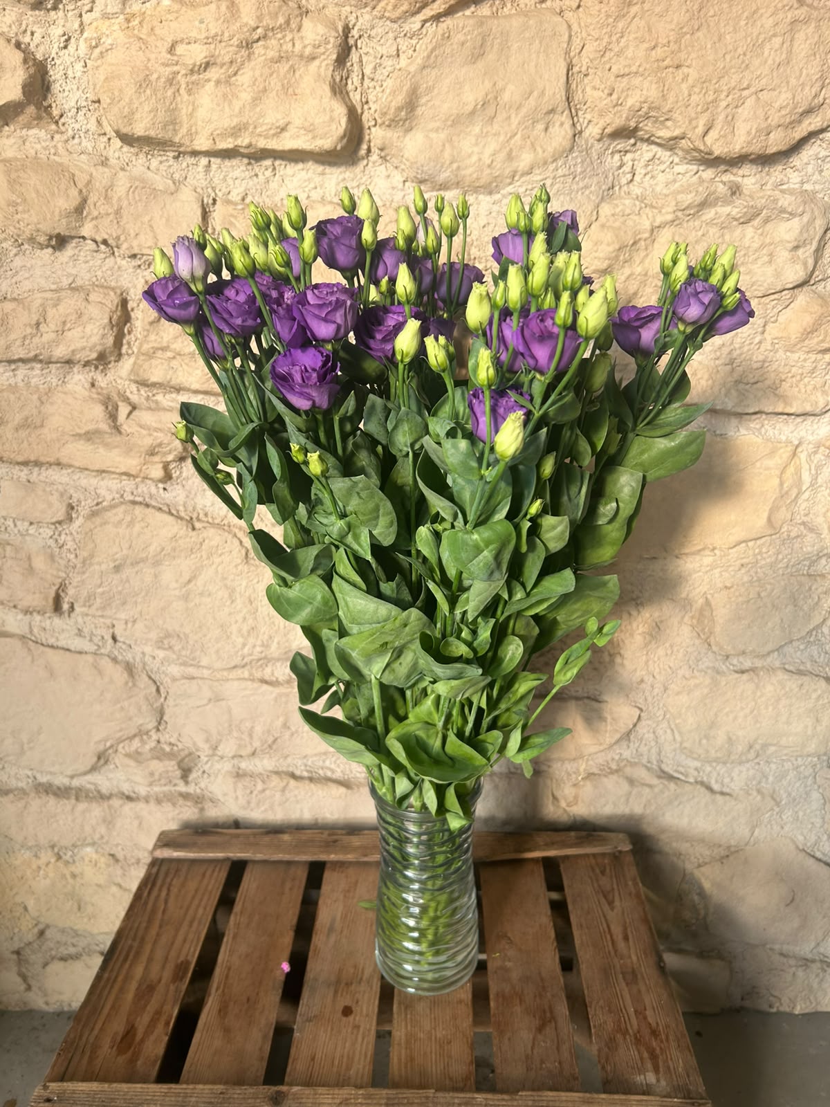 Lisianthus 'Rosita Blue' (Violett-Blau) – Der gefüllte High-End-Seidentraum in edlem Lavendel-Blau für charakterstarke Dekorationen (10er-Bund)
