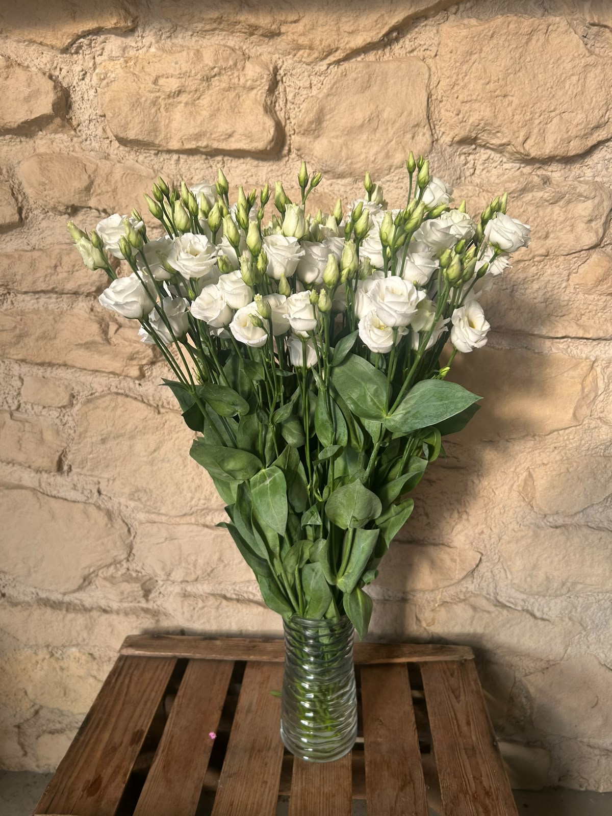 Lisianthus 'Rosita White' (Reinweiß) – Der gefüllte High-End-Seidentraum für zeitlose und elegante Hochzeitsfloristik (10er-Bund)