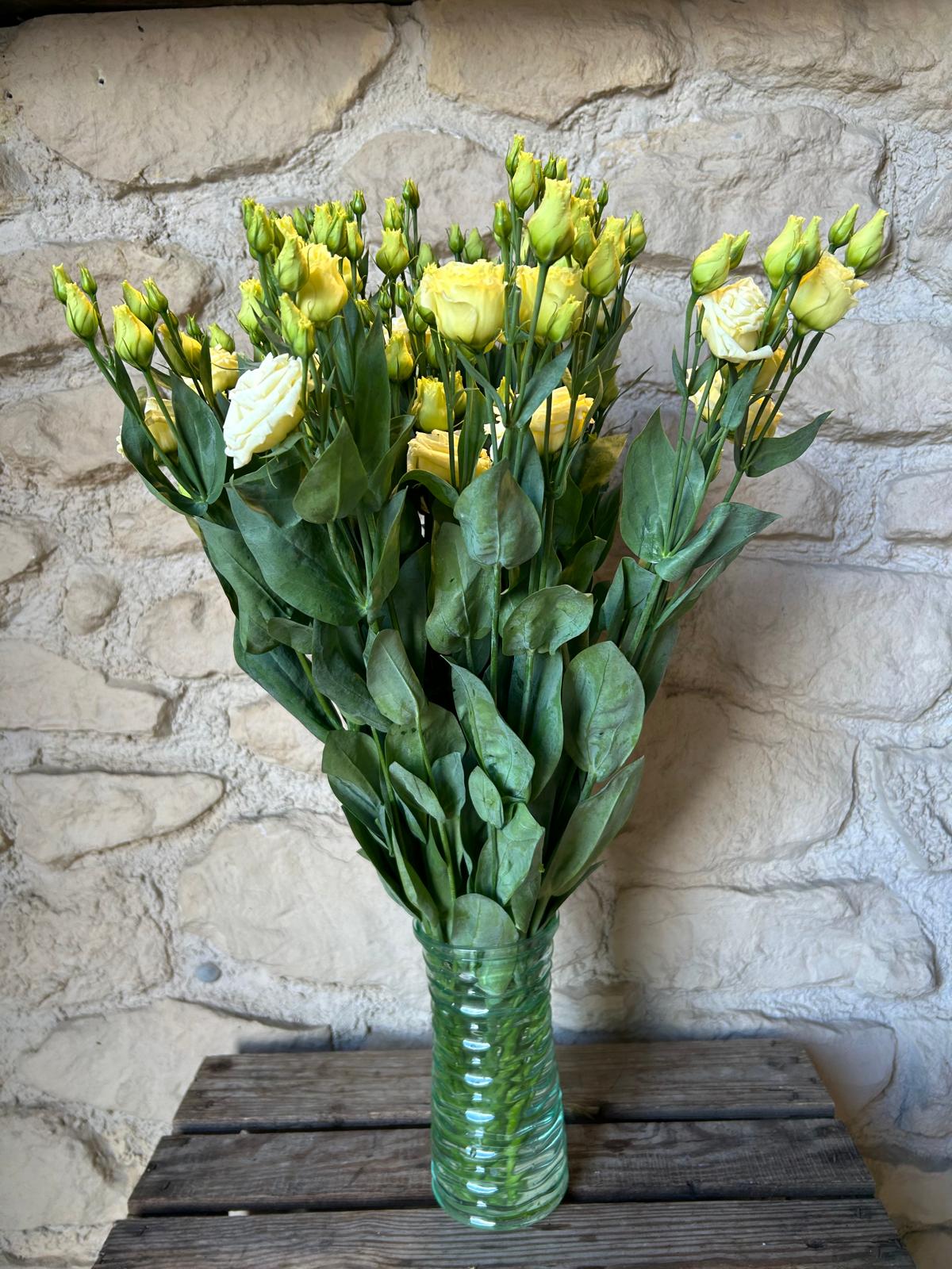 Lisianthus 'Rossi Yellow' (Creme-Gelb / Vanille) – Der pastellige Romantik-Traum in softem Buttercream für deine DIY-Hochzeit (10er-Bund)