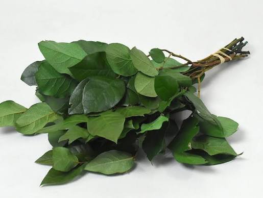 Salal-Grün (Zitronenblatt) – Der robuste Deko-Allrounder (Einheitsbund)