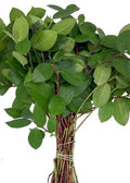 Salal-Grün (Zitronenblatt) – Der robuste Deko-Allrounder (Einheitsbund)