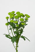 Santini 'Country' (Grüne Pompon-Chrysantheme) – Das grüne Deko-Highlight (5er-Bund)