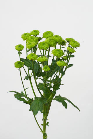 Santini 'Country' (Grüne Pompon-Chrysantheme) – Das grüne Deko-Highlight (5er-Bund)