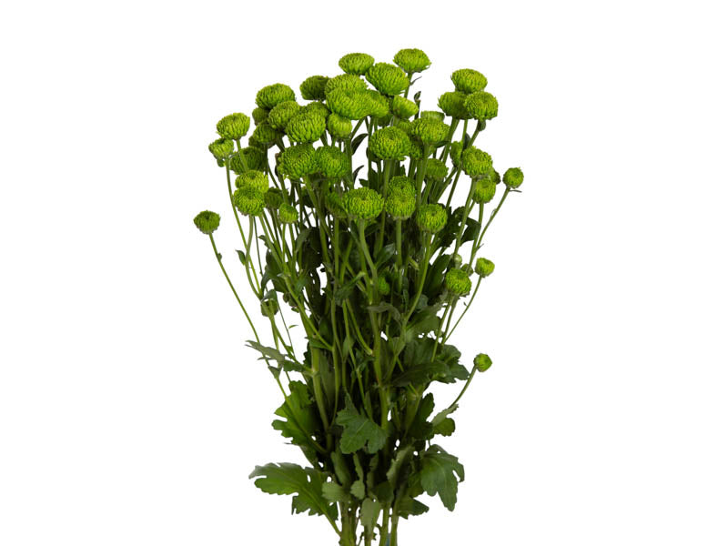 Santini 'Country' (Grüne Pompon-Chrysantheme) – Das grüne Deko-Highlight (5er-Bund)