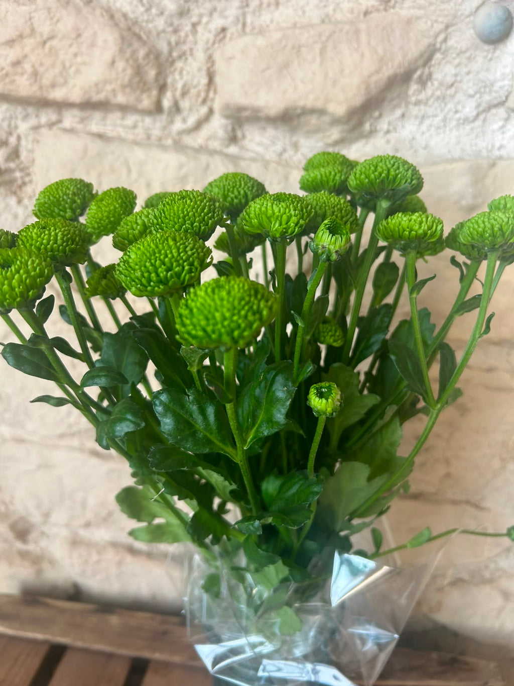 Santini Country – Grüne Mini-Chrysantheme | 5 Stiele