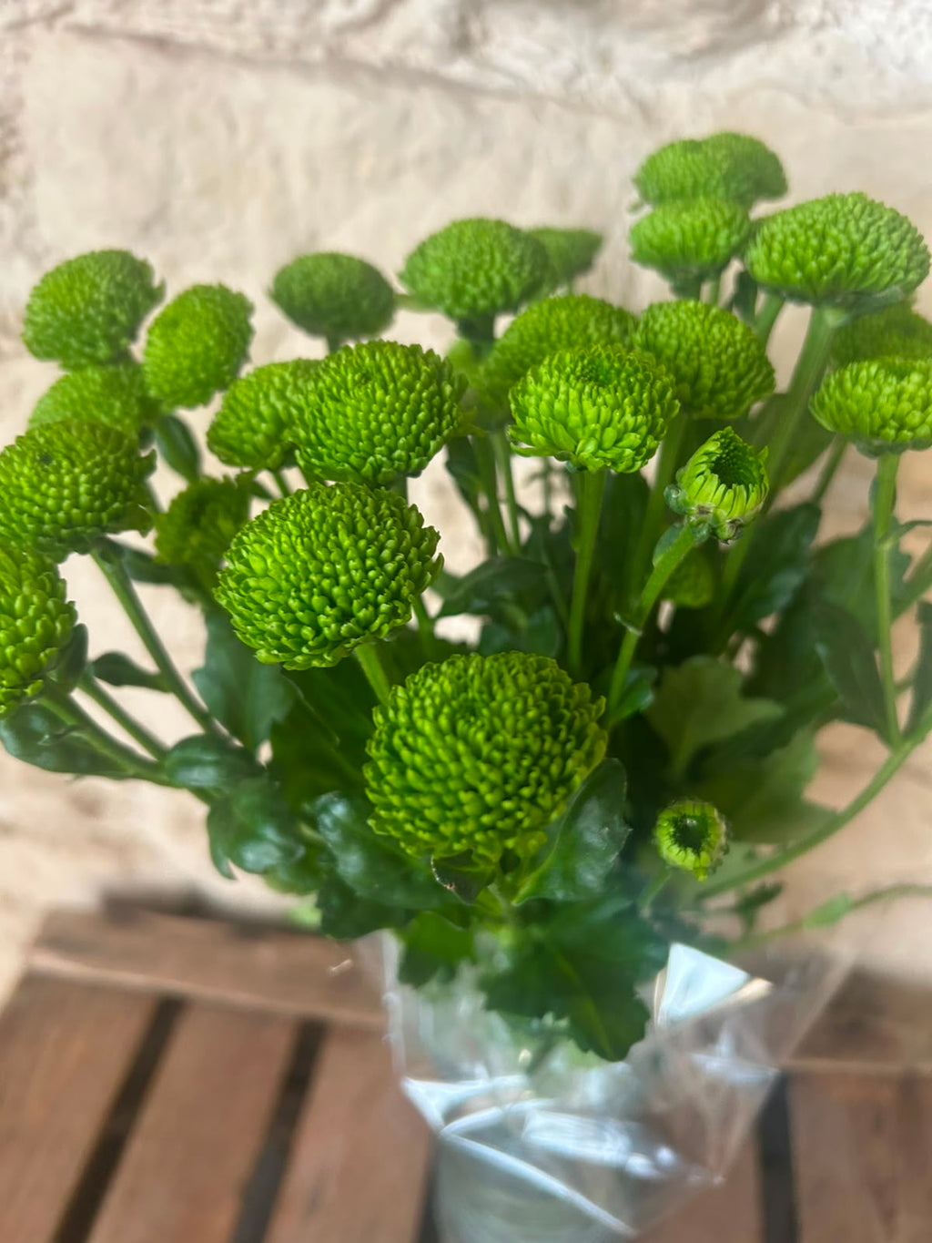 Santini Country – Grüne Mini-Chrysantheme | 5 Stiele