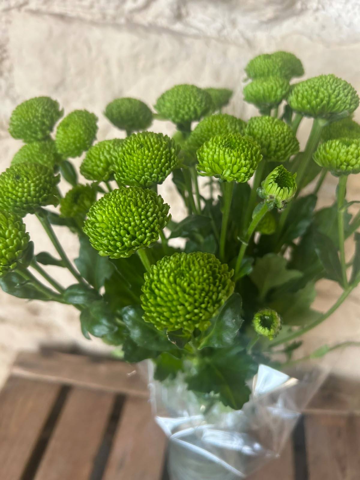 Santini Country – Grüne Mini-Chrysantheme | 5 Stiele
